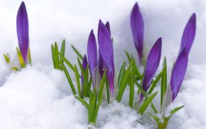 crocus-in-snow